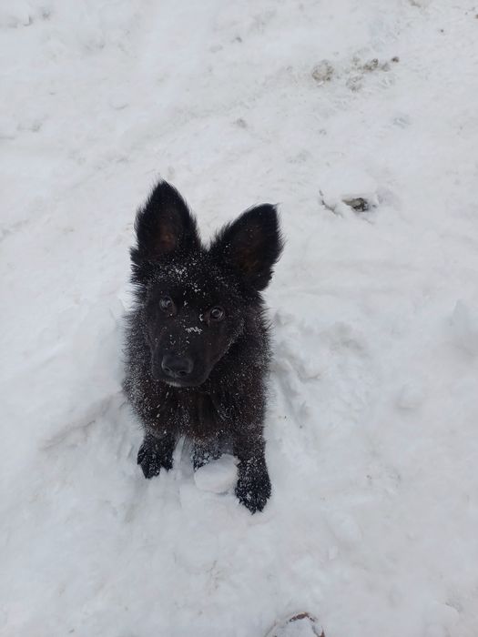 Owczarek niemiecki długowłosy