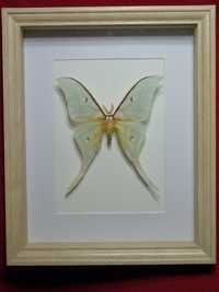 Motyl w ramce / gablotce 27 x 22 cm . Actias luna 120 mm .
