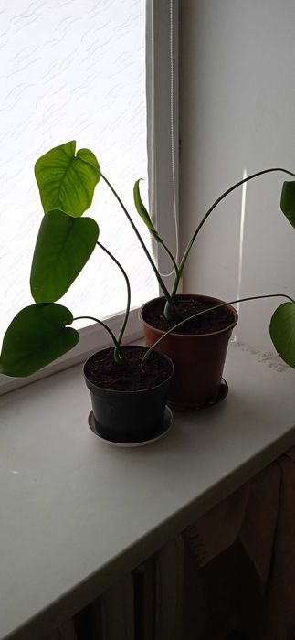 Вазони Монстери в горщиках