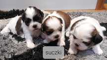 Shih tzu tricolor szczenię