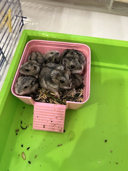 Продаються хомʼяки