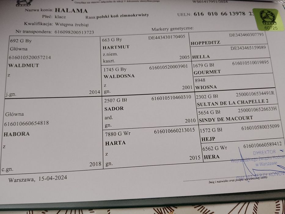 Sprzedam konie zimnokrwiste