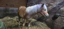 Ogier Haflinger 1 rok