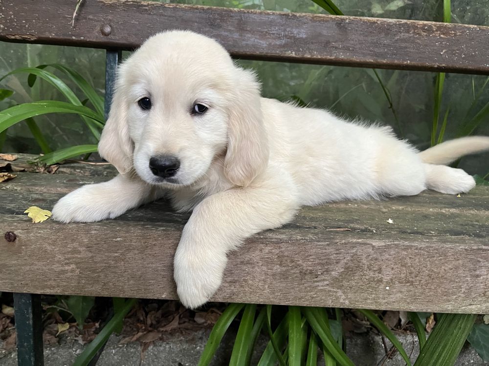 Golden Retriever cachorrinho