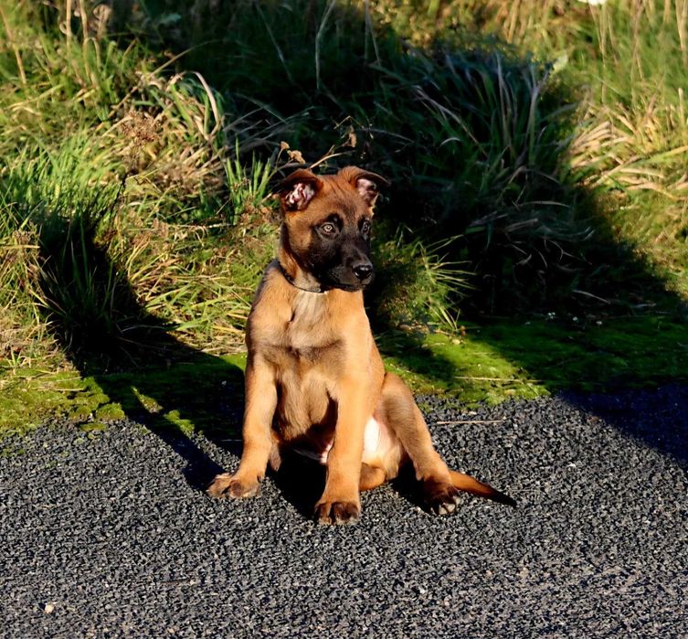 Owczarek Belgijski Malinois ZKwP FCI - pies