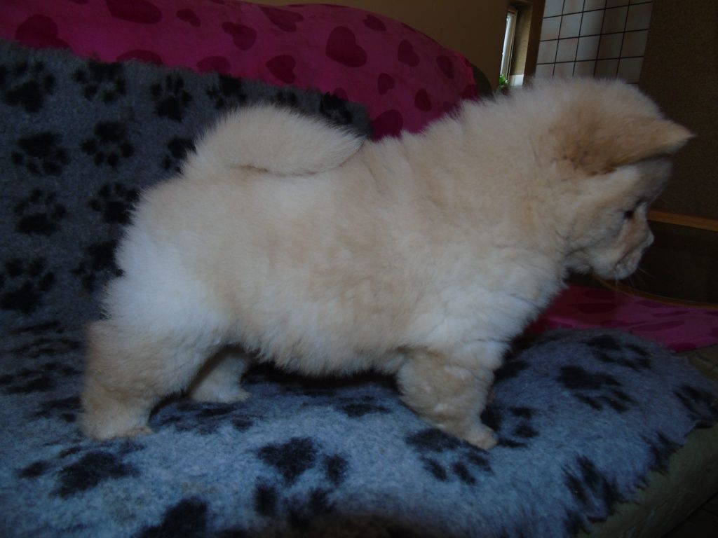 Suczka chow chow