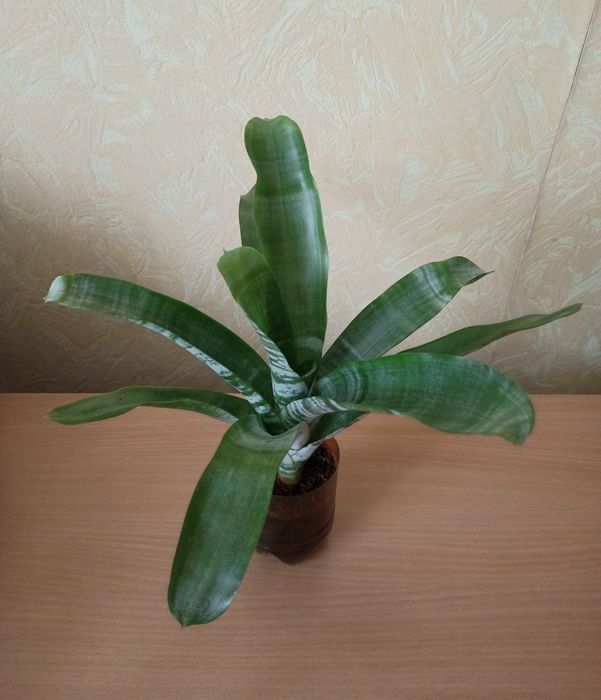 Цветок Эхмея полосатая "Праймера" .