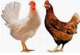 Яйце інкубаційне імпортні Крос Хайсекс Вайт І Браун