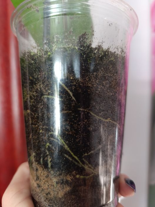 Hoya Carnosa Tricolor i inne