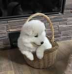 Śliczna suczka Samoyed szczeniak Samojed
