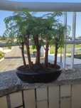 Bonsai floresta metasequoia