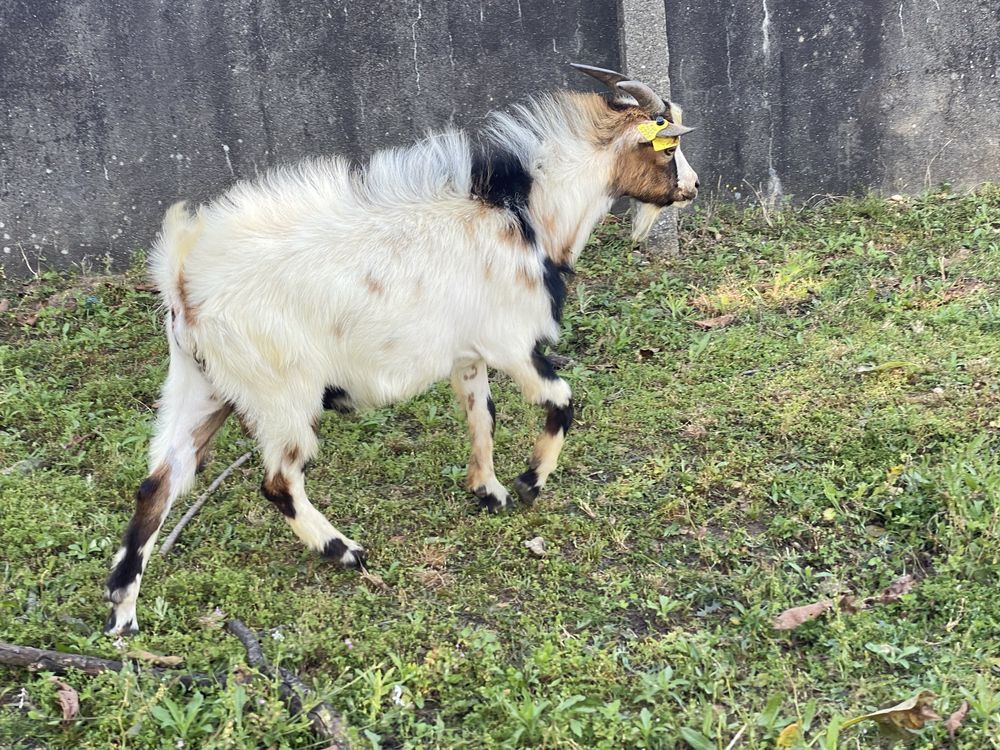 Cabrito anão bom reprodutor