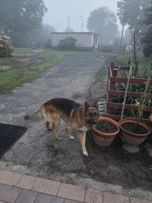 Oddam za darmo trzy pieski.