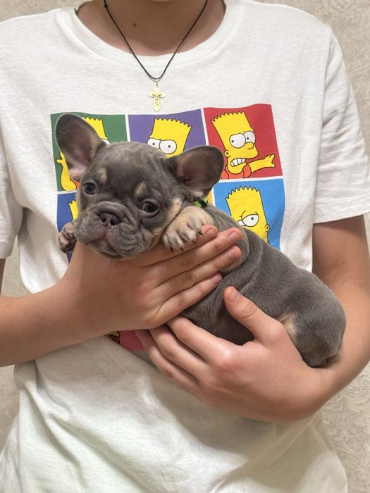 Крихітки бульдожки! Блакитні, шоколадні, мерле