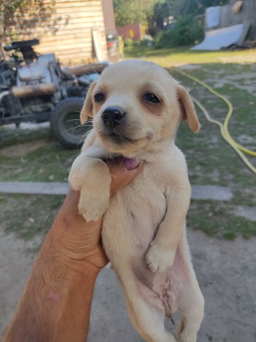 Цуценя безкоштовно