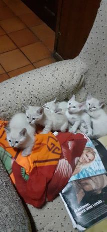 gatinhos brancos para dar!