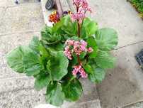 Bylina - Bergenia