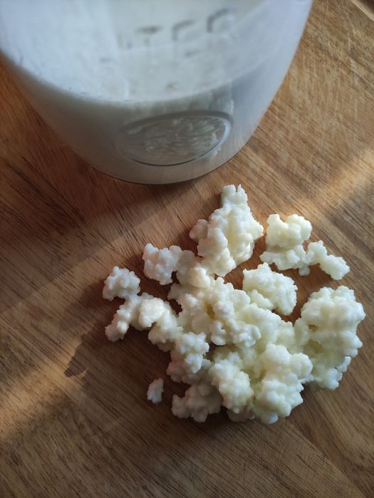 Kefir \ Quefir \ kephir de Leite