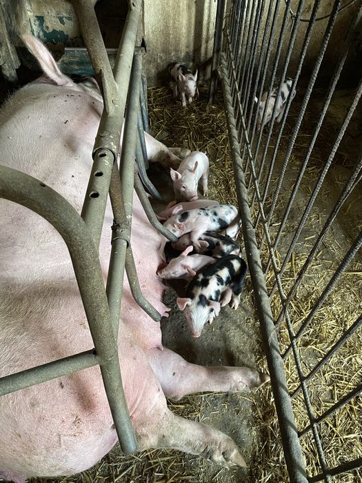 ! Lochy PROŚNE , prosiaki, WARCHLAKI , lochy luźne