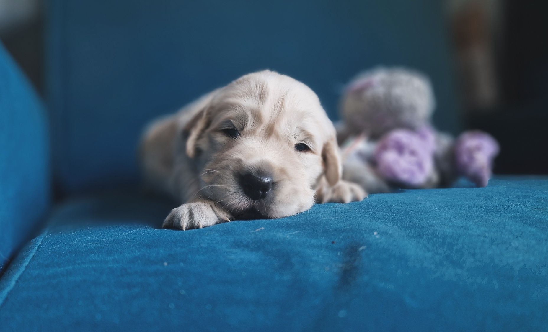 Golden Retriever Zkwp