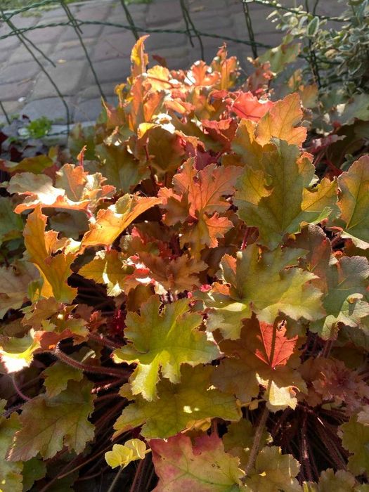 Гейхери сорт Карамель.