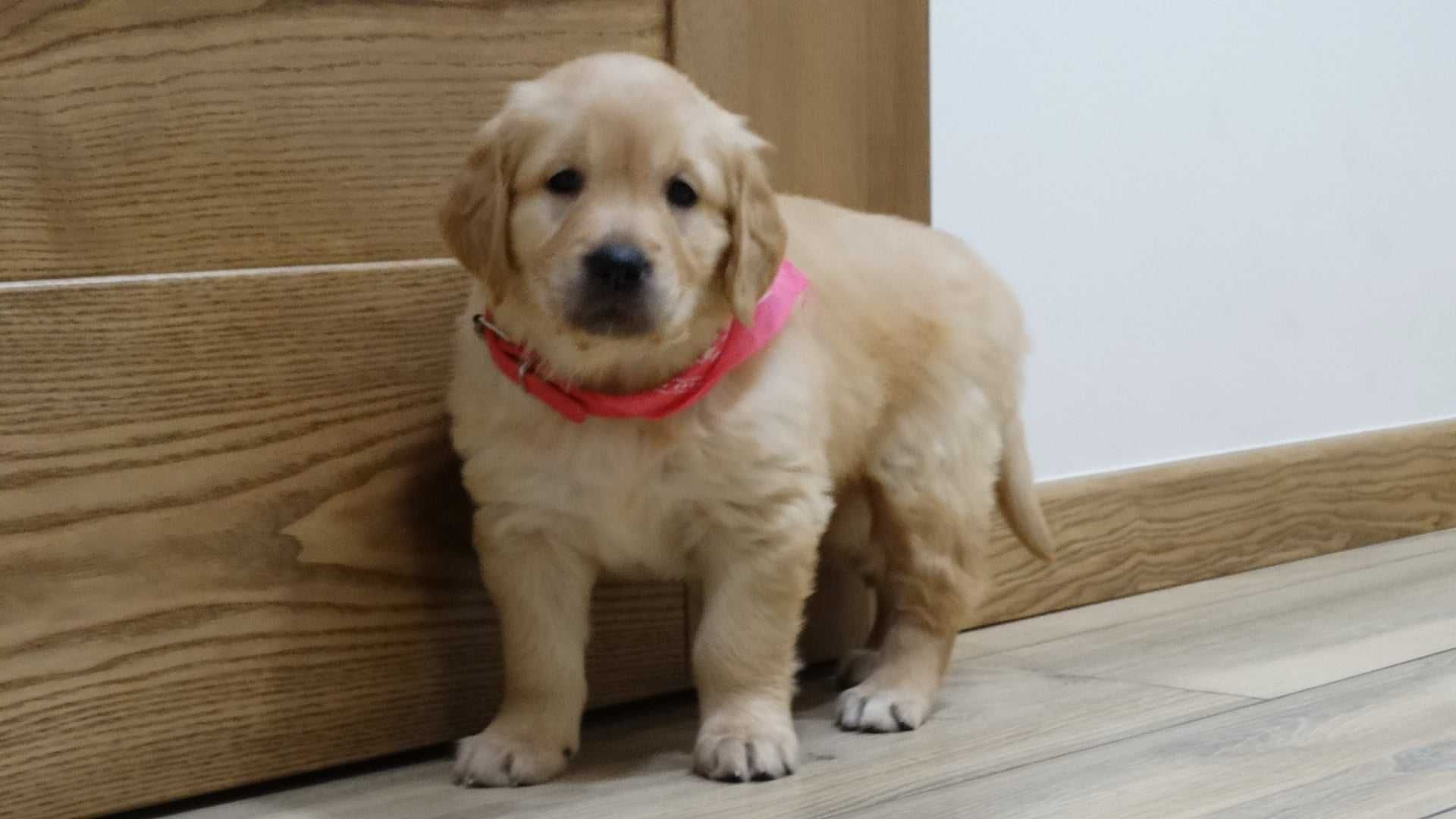 Golden retriever złoty piesek