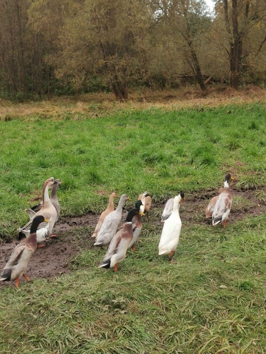 Kaczki biegusy bieguski