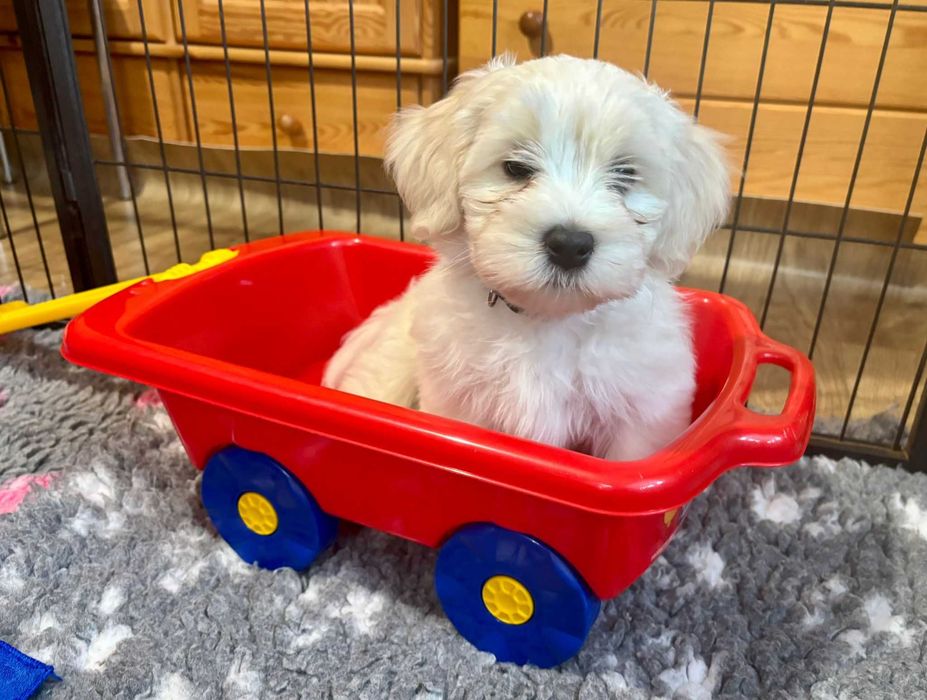 Hawańczyk z rodowodem ZKwP/FCI- wyjątkowy szczeniak z domowej hodowli