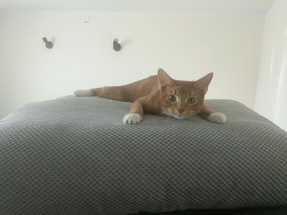 Kotki oddam w dobre ręce