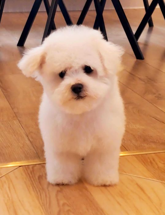 Bichon Frise Szczeniak