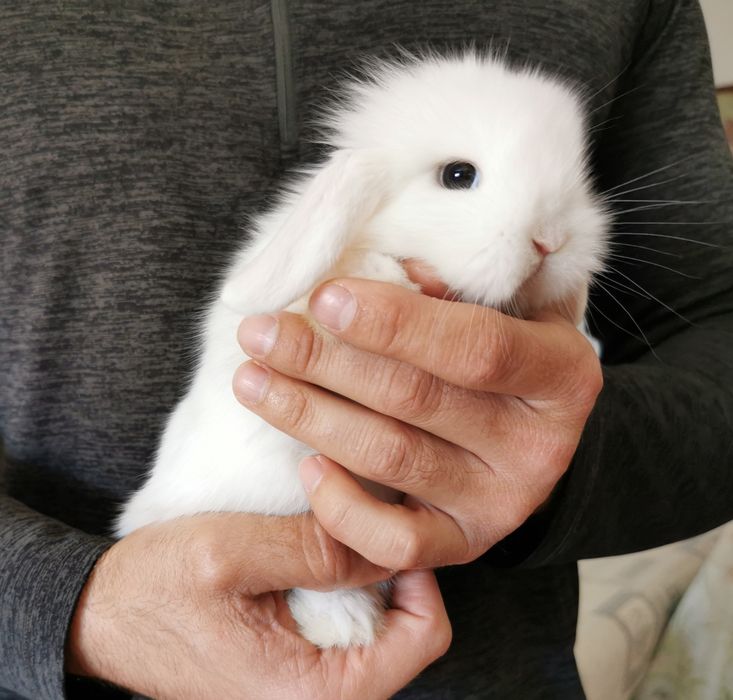 Coelhos anões mini Lop(orelhudos) muito dóceis, KIT completo