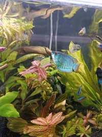 Ryby akwariowe pretnik niebieski