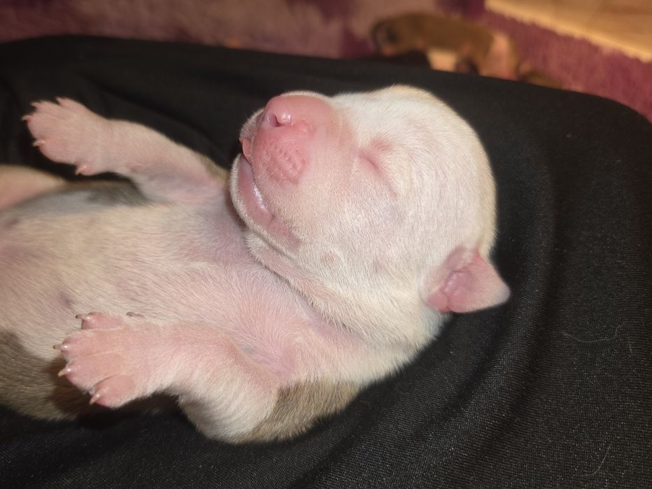Samczyk American Staffordshire Terrier ZKwP FCI