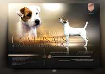 Parson Russell Terrier szczenię po...
