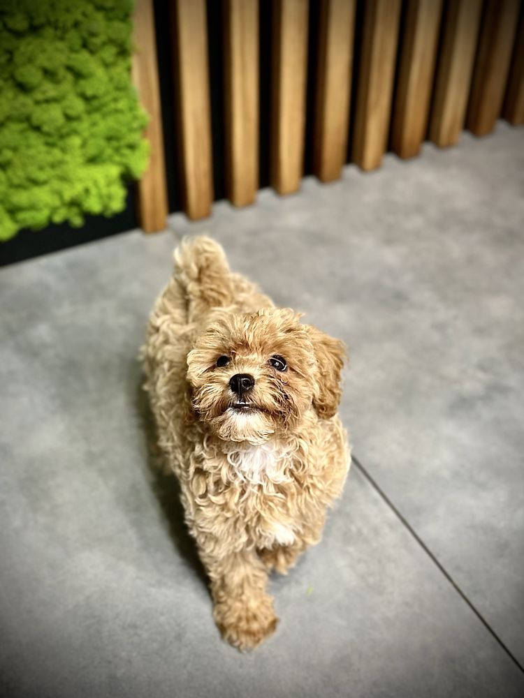 Maltipoo dziewczynka. Gotowa do odebrania. Bardzo grzeczna