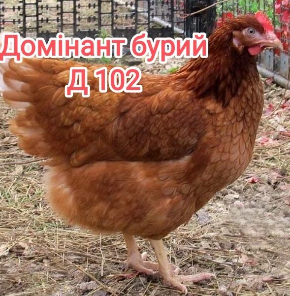 Опт, роздрібн домінанти Чехія, Україна інкубаційне яйце