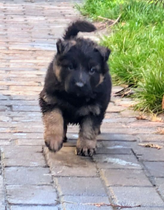 Owczarek niemiecki długowłosy