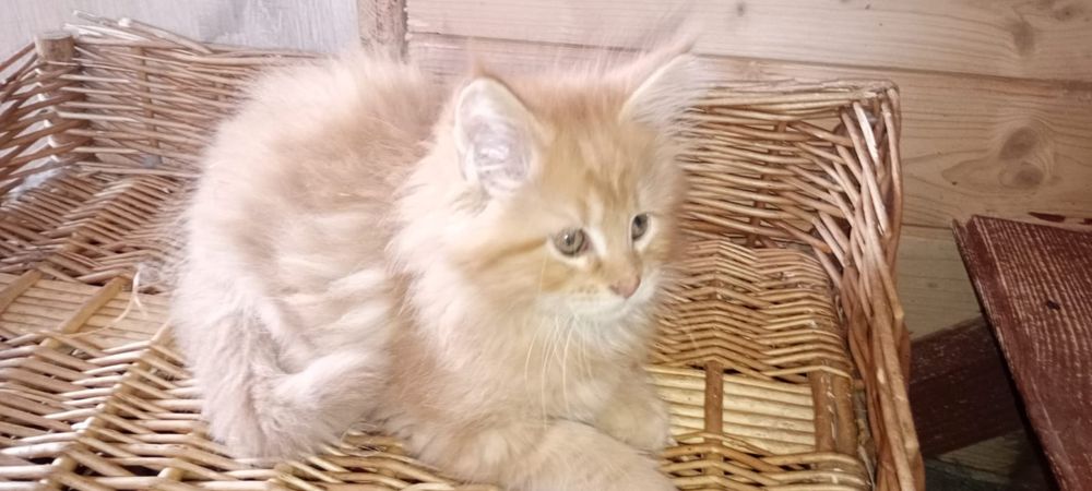 Kotka, maine coon, kot z rodowodem