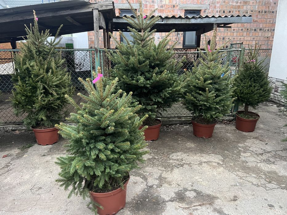 Жива різдвяна ялинка в горщику