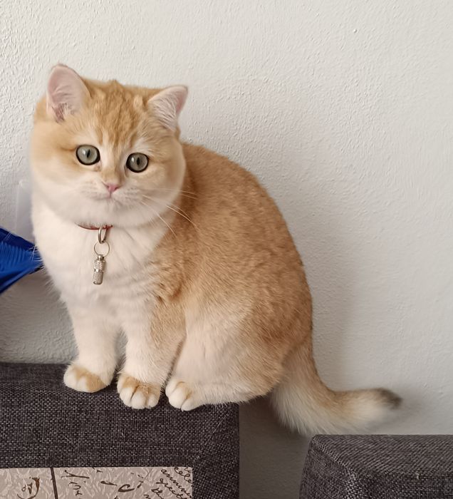 Британска золотая шиншилла