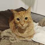 Setúbal / Margem Sul / Lisboa — SCONE, gatinho para adoção