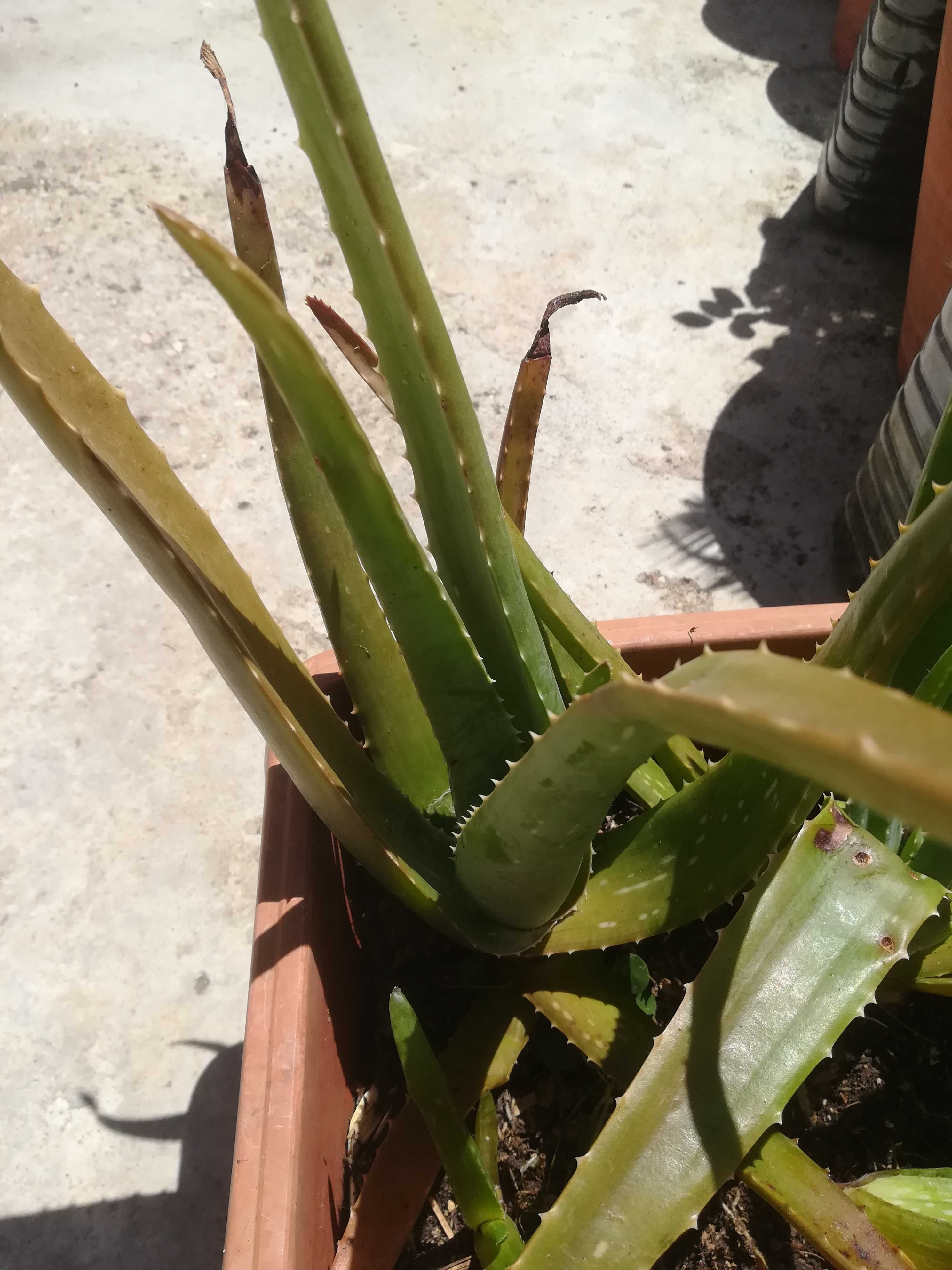 Plantas de ALOÉ VERA