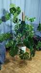 Oddam tanio monsterę