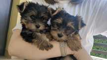 Yorkshire terrier suczka