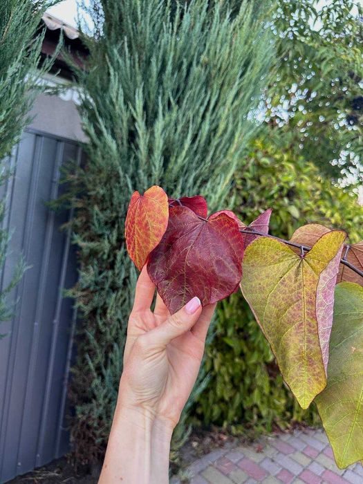 Церцис канадський Eternal Flame Хвойні рослини туя, кипарисовики ялина