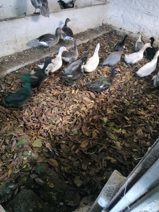 Kaczki staropolskie dworka kajuga mix