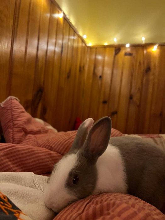 Coelho anão para adoção