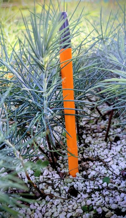 Cedr himalajski, Cedr libański - sadzonki