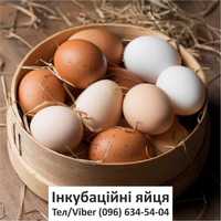 Інкубаційні яйця: курячі, гусячі, індичі, качині, перепелині