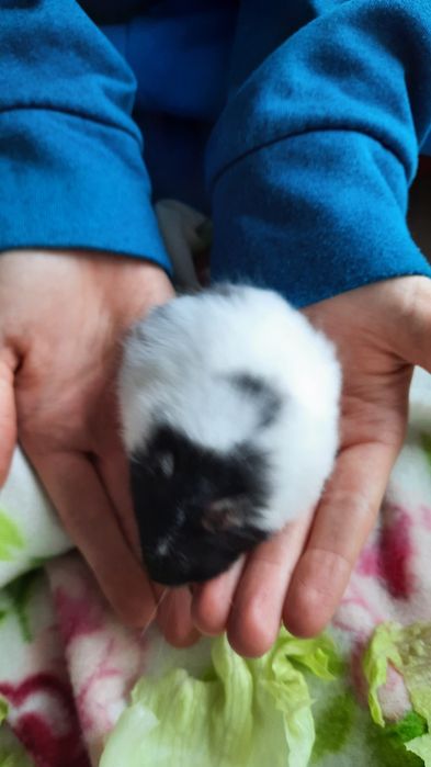 Chomik syryjski długowłosy białe śnieżynki i biszkoptowe